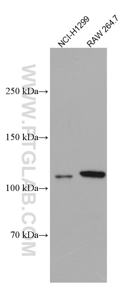 Western Blot (WB) analysis of NCI-H1299 cells using USP4 Monoclonal antibody (66822-1-Ig)