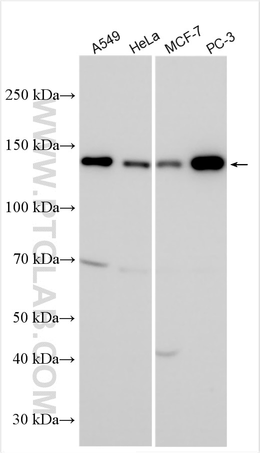 Western Blot (WB) analysis of various lysates using USP40 Polyclonal antibody (27217-1-AP)