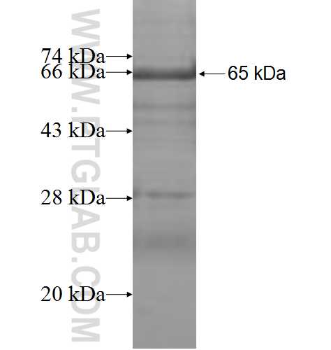 USP44 fusion protein Ag7888 SDS-PAGE