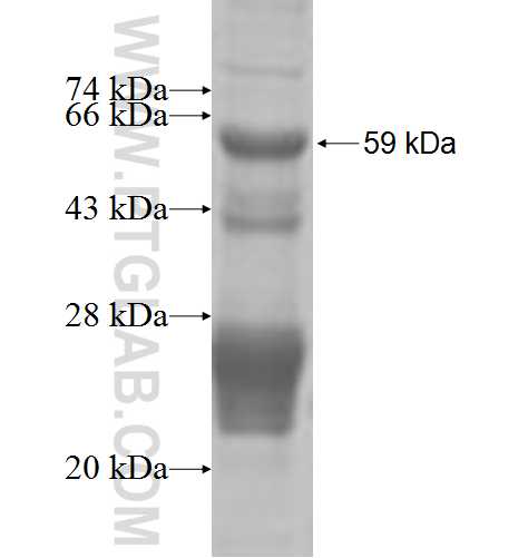 USP45 fusion protein Ag8478 SDS-PAGE