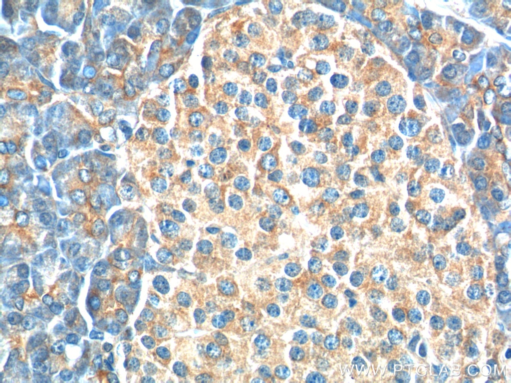 Immunohistochemistry (IHC) staining of human pancreas tissue using USP46 Polyclonal antibody (13502-1-AP)