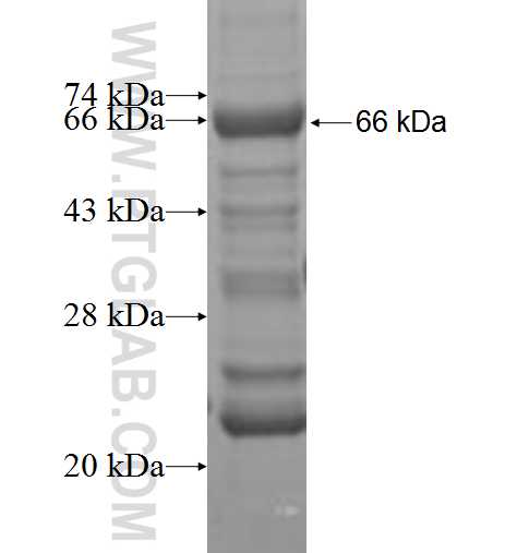 USP46 fusion protein Ag4330 SDS-PAGE