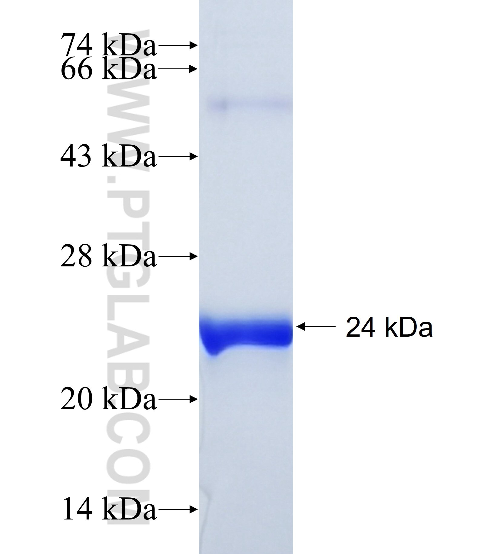 USP47 fusion protein Ag39907 SDS-PAGE