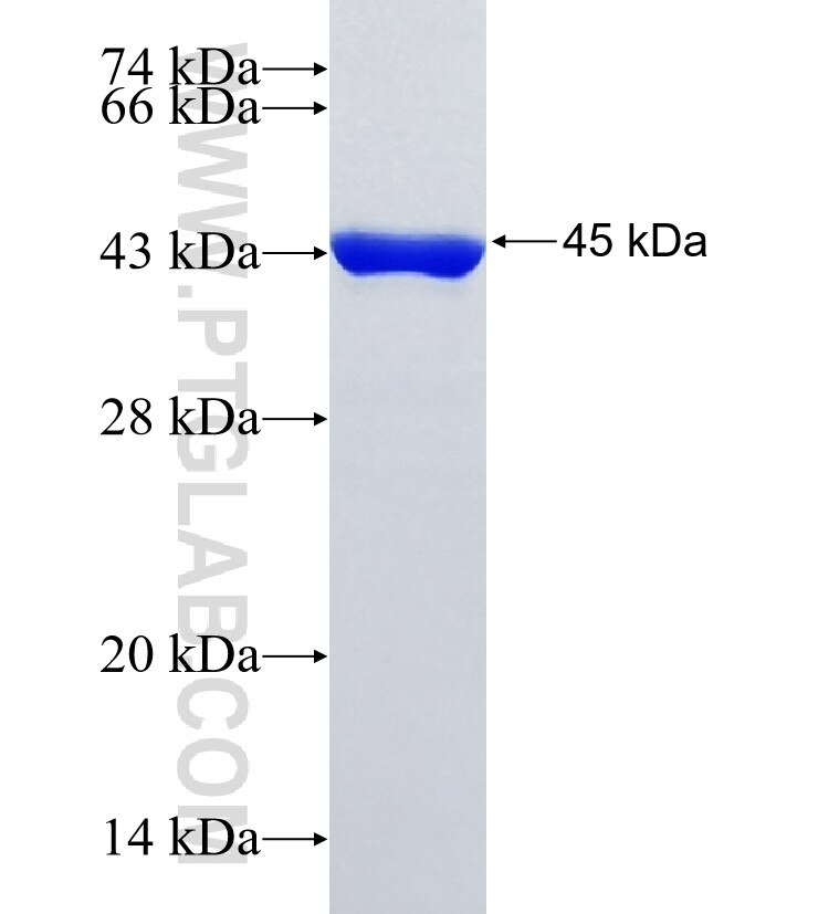 USP47 fusion protein Ag13990 SDS-PAGE