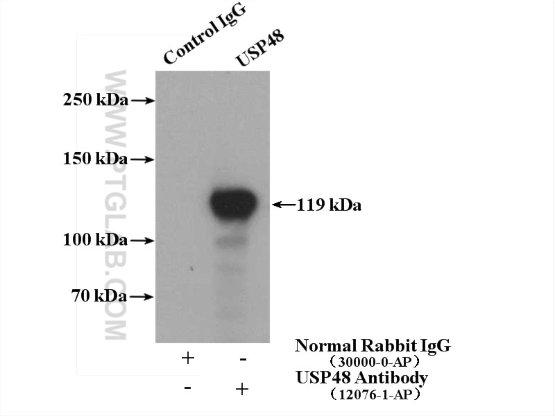 Immunoprecipitation (IP) experiment of HeLa cells using USP48 Polyclonal antibody (12076-1-AP)