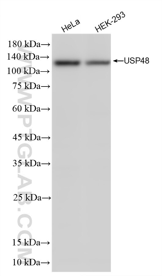Various lysates were subjected to SDS PAGE followed by western blot with 86523-1-RR (USP48 antibody) at dilution of 1:5000 incubated at room temperature for 1.5 hours. Western Blot (WB) analysis of various lysates using USP48 Recombinant antibody (86523-1-RR)