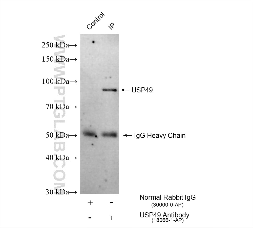 Immunoprecipitation (IP) experiment of BxPC-3 cells using USP49 Polyclonal antibody (18066-1-AP)