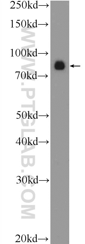 Western Blot (WB) analysis of MCF-7 cells using USP49 Polyclonal antibody (18066-1-AP)