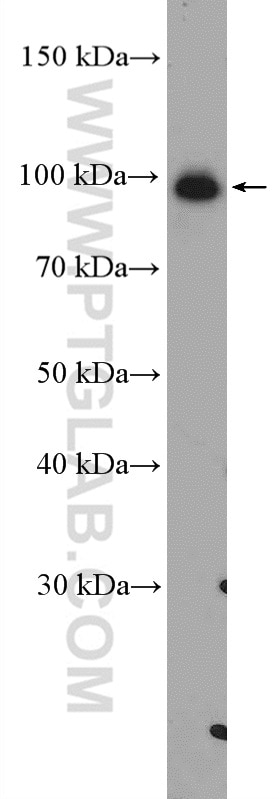 Western Blot (WB) analysis of U2OS cells using USP5 Polyclonal antibody (10473-1-AP)