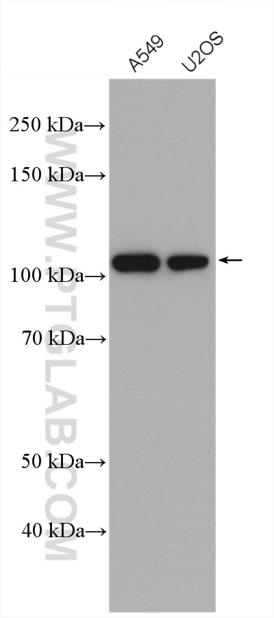 Western Blot (WB) analysis of various lysates using USP5 Polyclonal antibody (10473-1-AP)