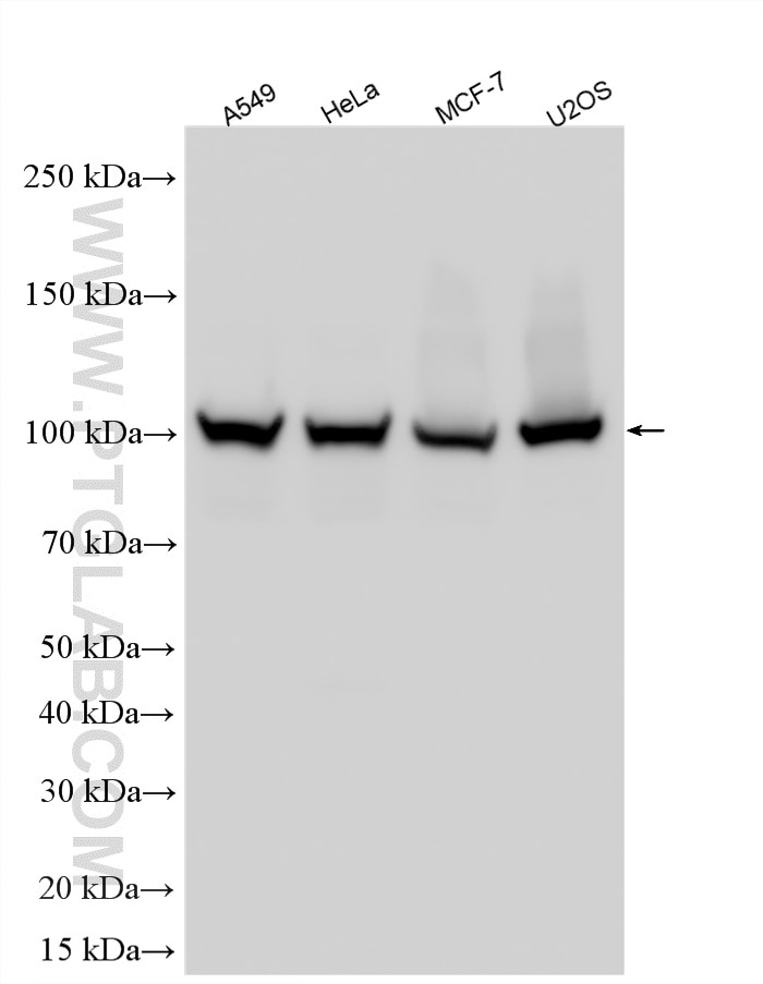 WB analysis using 10473-1-AP Western Blot (WB) analysis of various lysates using USP5 Polyclonal antibody (10473-1-AP)