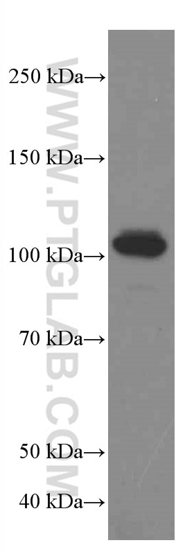 Western Blot (WB) analysis of HEK-293 cells using USP5 Monoclonal antibody (66213-1-Ig)
