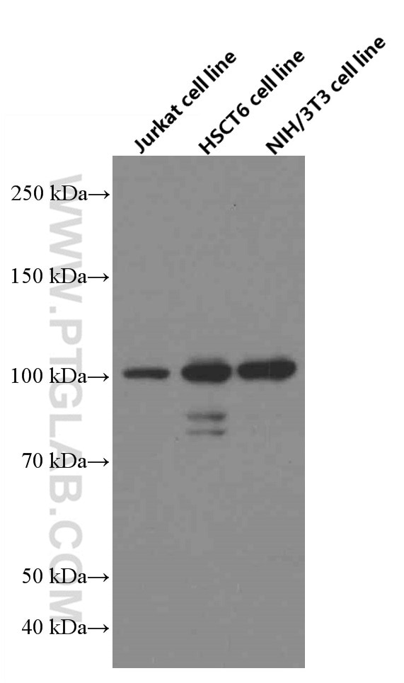 Western Blot (WB) analysis of Jurkat cells using USP5 Monoclonal antibody (66213-1-Ig)