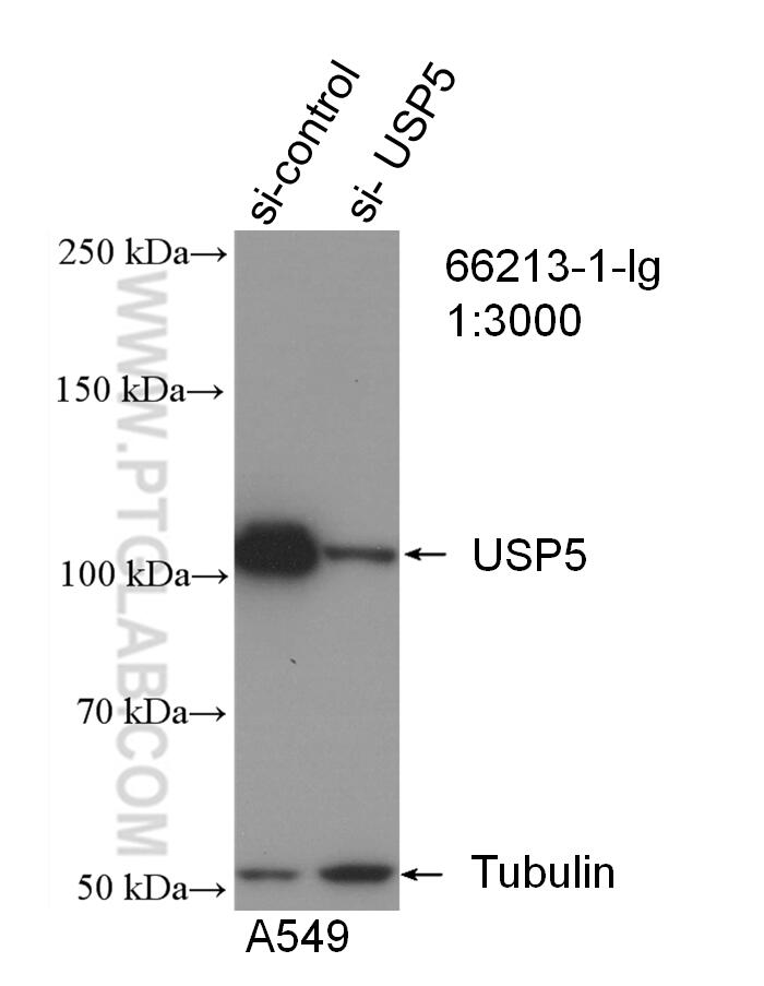 Western Blot (WB) analysis of A549 cells using USP5 Monoclonal antibody (66213-1-Ig)