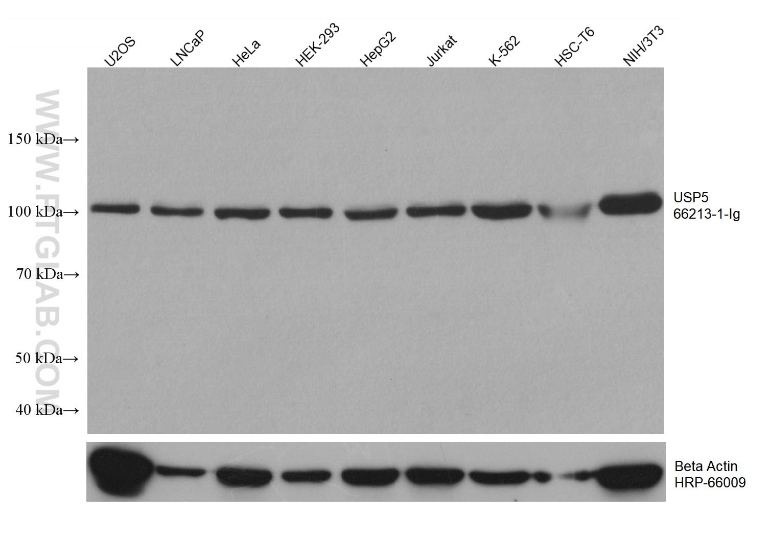 Western Blot (WB) analysis of various lysates using USP5 Monoclonal antibody (66213-1-Ig)