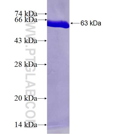 USP5 fusion protein Ag0770 SDS-PAGE