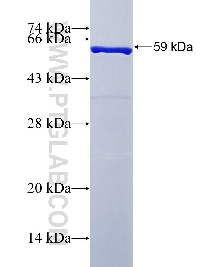 USP5 fusion protein Ag0770 SDS-PAGE