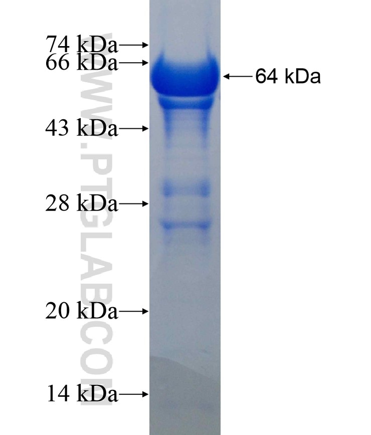 USP5 fusion protein Ag7252 SDS-PAGE