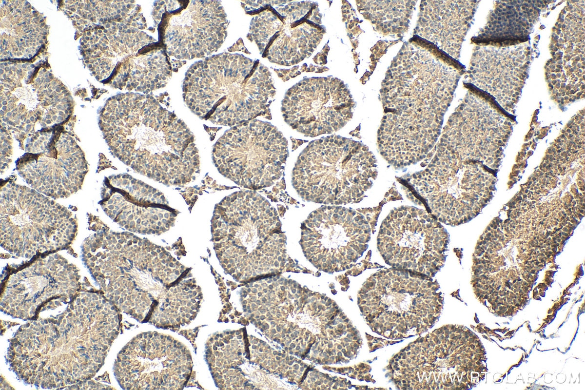 Immunohistochemistry (IHC) staining of mouse testis tissue using USP50 Polyclonal antibody (24817-1-AP)