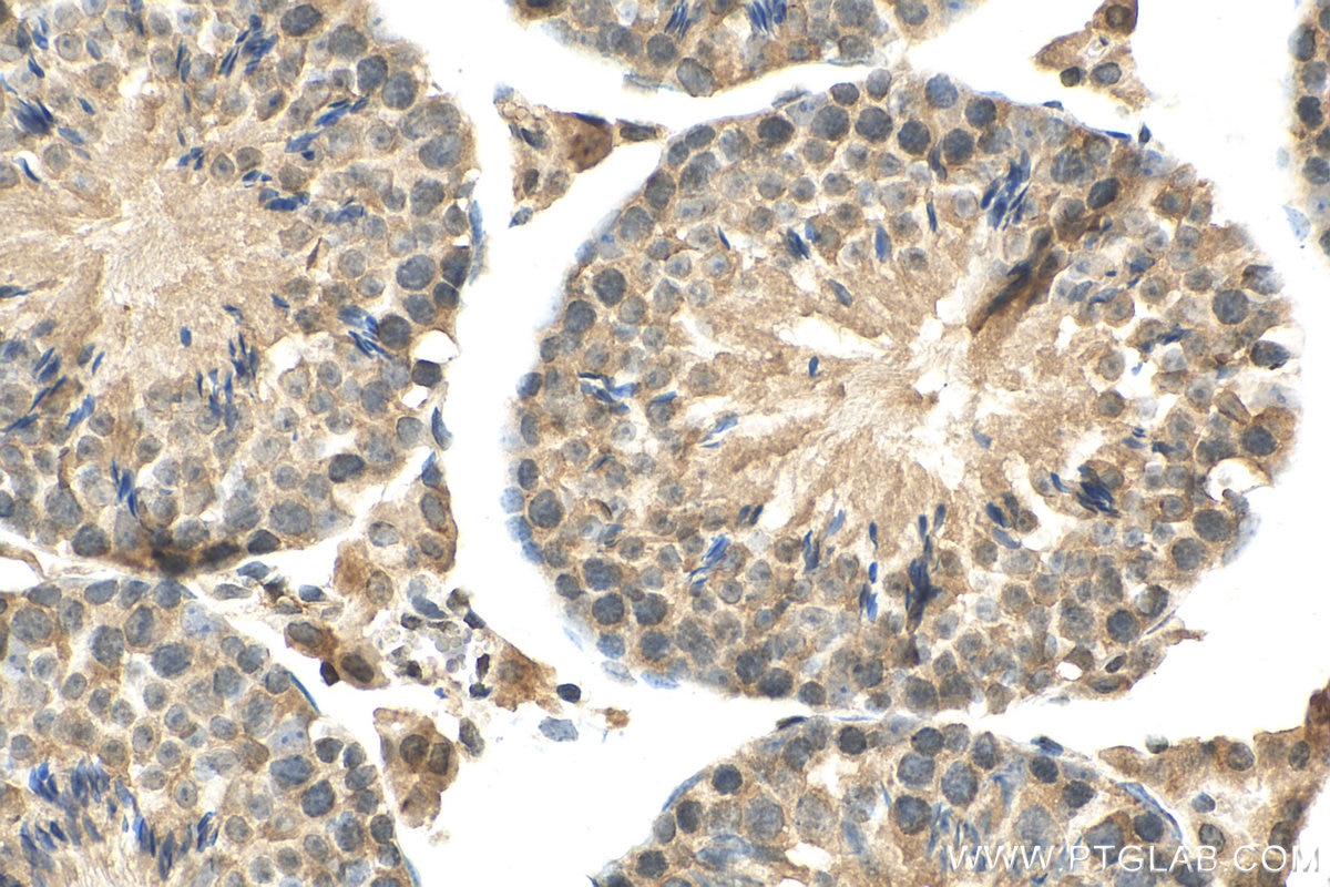 Immunohistochemistry (IHC) staining of mouse testis tissue using USP50 Polyclonal antibody (24817-1-AP)