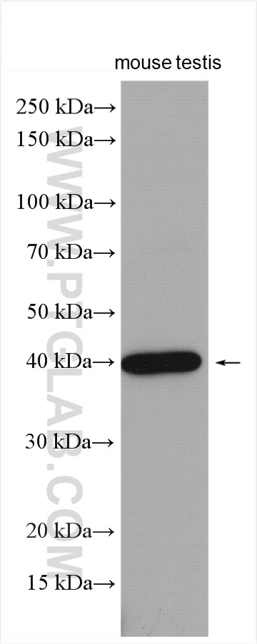 Western Blot (WB) analysis of mouse testis tissue using USP50 Polyclonal antibody (24817-1-AP)