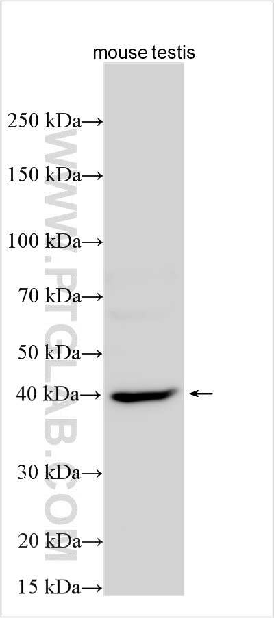 Western Blot (WB) analysis of various lysates using USP50 Polyclonal antibody (30239-1-AP)