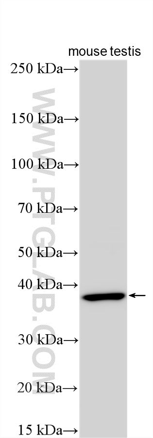 Western Blot (WB) analysis of various lysates using USP50 Polyclonal antibody (30239-1-AP)