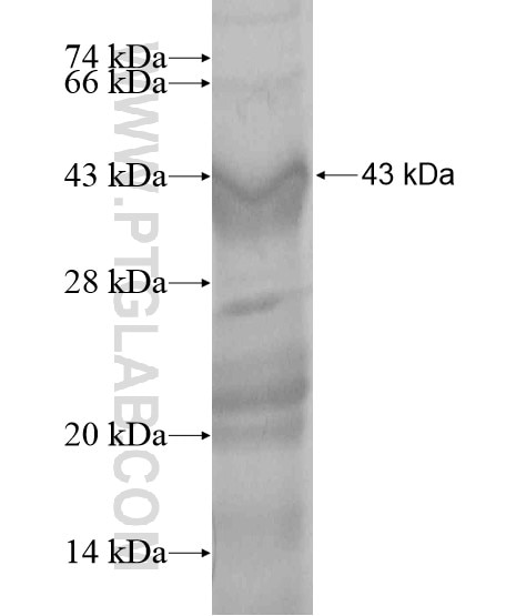 USP50 fusion protein Ag19337 SDS-PAGE