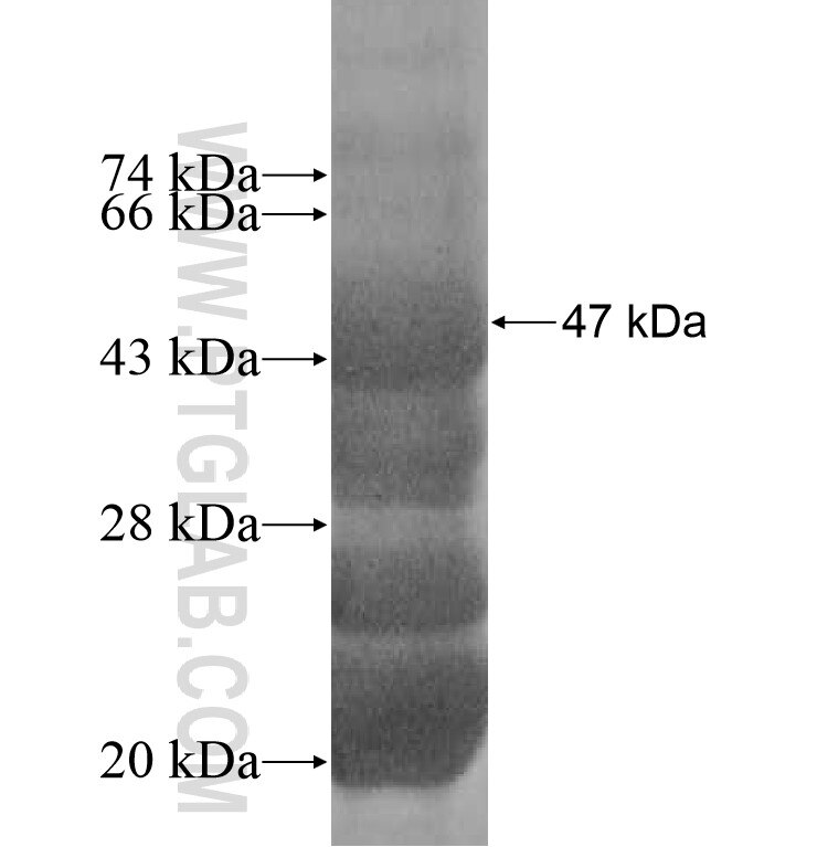 USP53 fusion protein Ag9274 SDS-PAGE