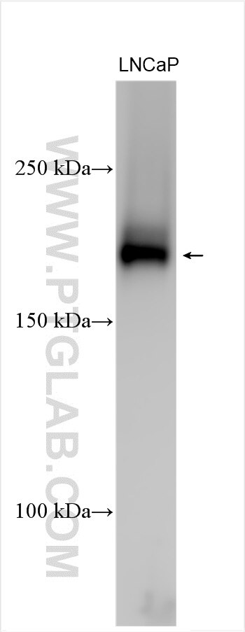 Western Blot (WB) analysis of various lysates using USP54 Polyclonal antibody (26707-1-AP)