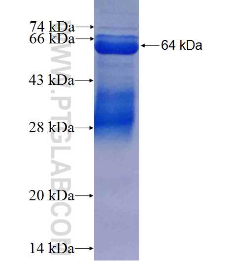 USP54 fusion protein Ag25080 SDS-PAGE