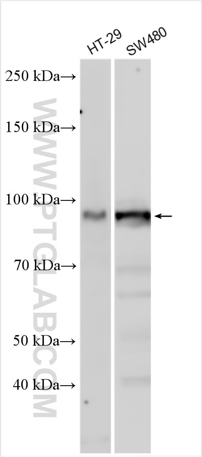 Western Blot (WB) analysis of various lysates using USP6NL Polyclonal antibody (30440-1-AP)