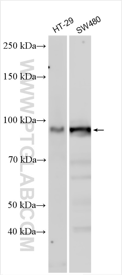 WB analysis using 30440-1-AP