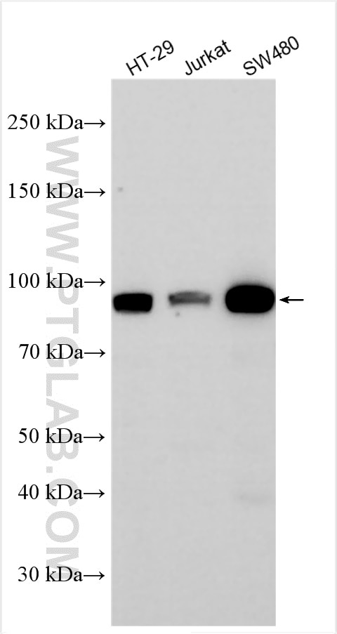 Western Blot (WB) analysis of various lysates using USP6NL Polyclonal antibody (30440-1-AP)