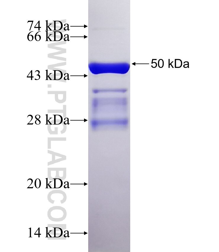 USP6NL fusion protein Ag32603 SDS-PAGE