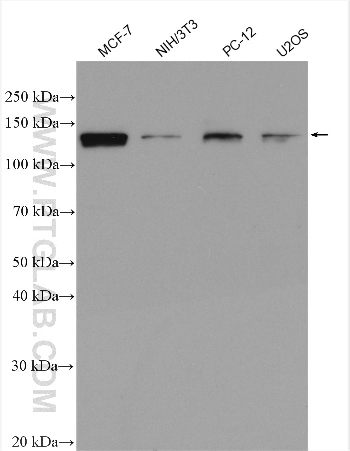 Western Blot (WB) analysis of various lysates using USP7 Polyclonal antibody (26948-1-AP)