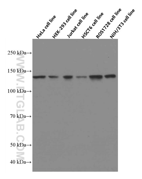 Western Blot (WB) analysis of various lysates using USP7 Monoclonal antibody (66514-1-Ig)