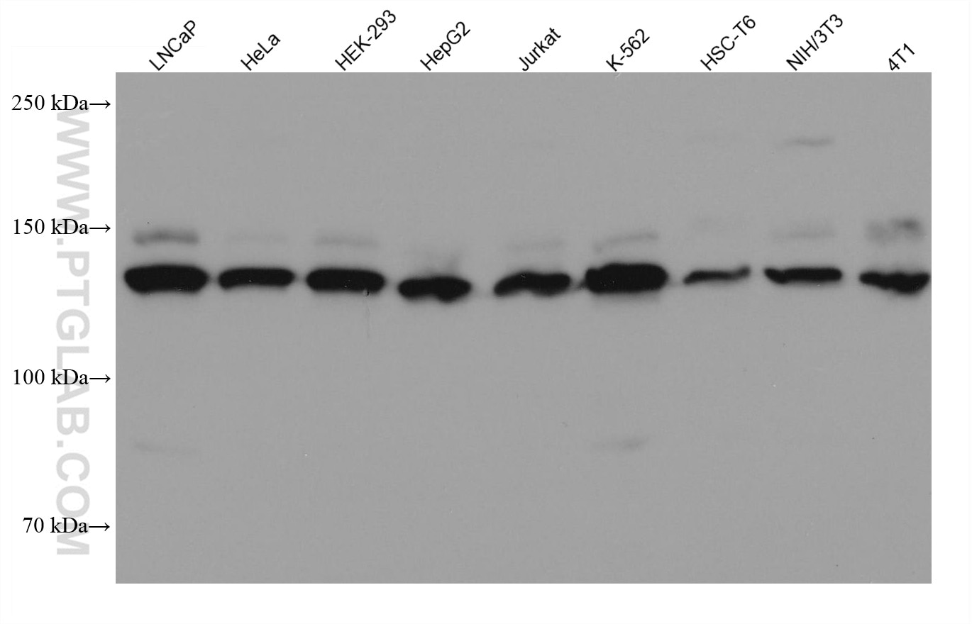 Western Blot (WB) analysis of various lysates using USP7 Monoclonal antibody (66514-1-Ig)