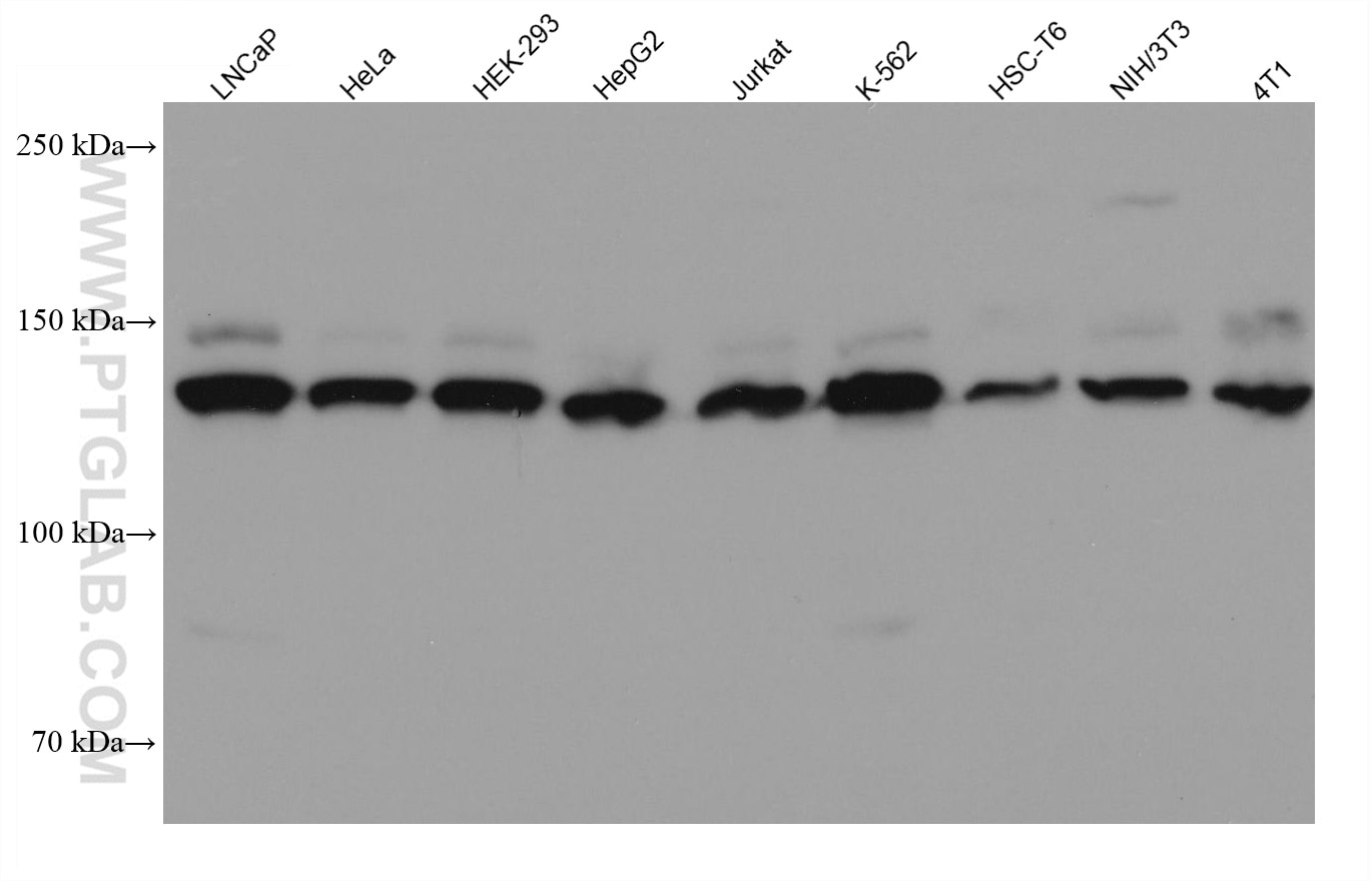 WB analysis using 66514-1-Ig