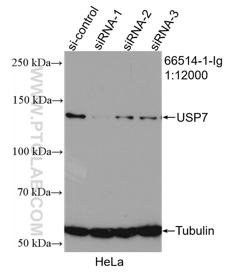 Western Blot (WB) analysis of HeLa cells using USP7 Monoclonal antibody (66514-1-Ig)