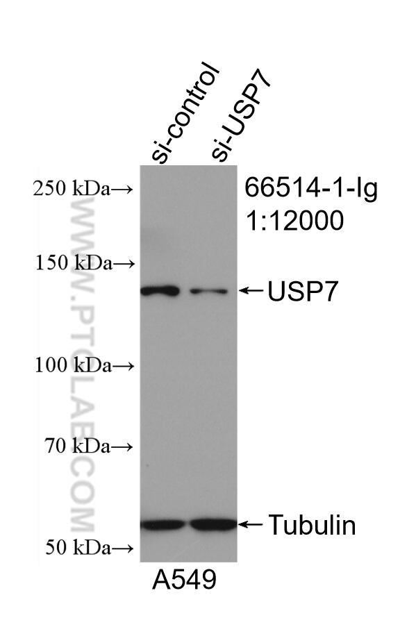 Western Blot (WB) analysis of A549 cells using USP7 Monoclonal antibody (66514-1-Ig)