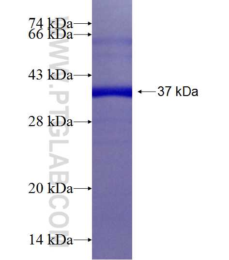 USP7 fusion protein Ag25634 SDS-PAGE