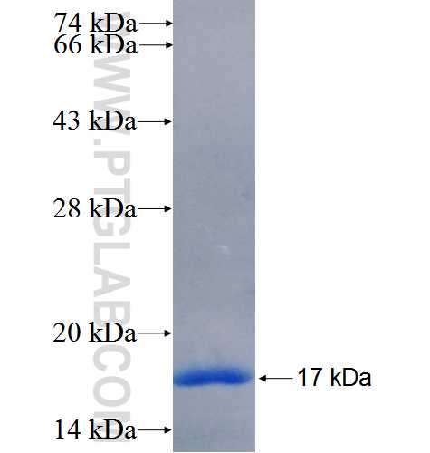 USP7 fusion protein Ag25652 SDS-PAGE