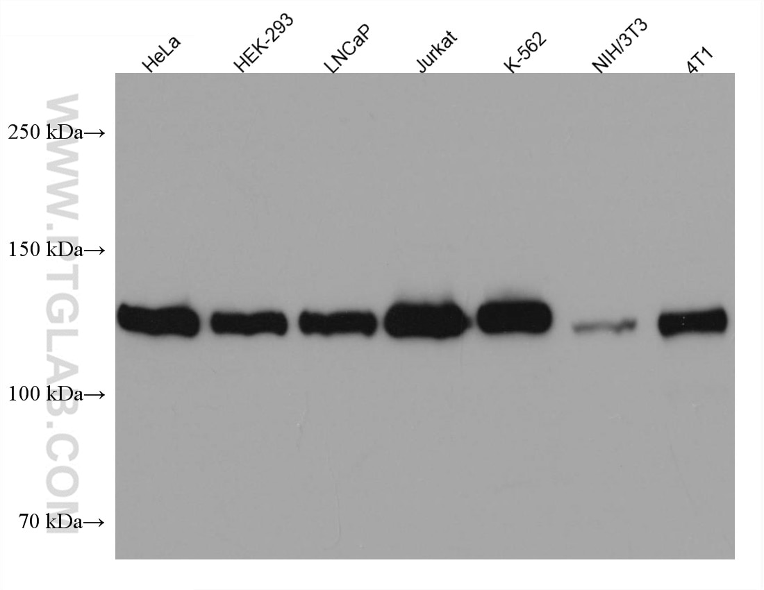 WB analysis using 67321-1-Ig