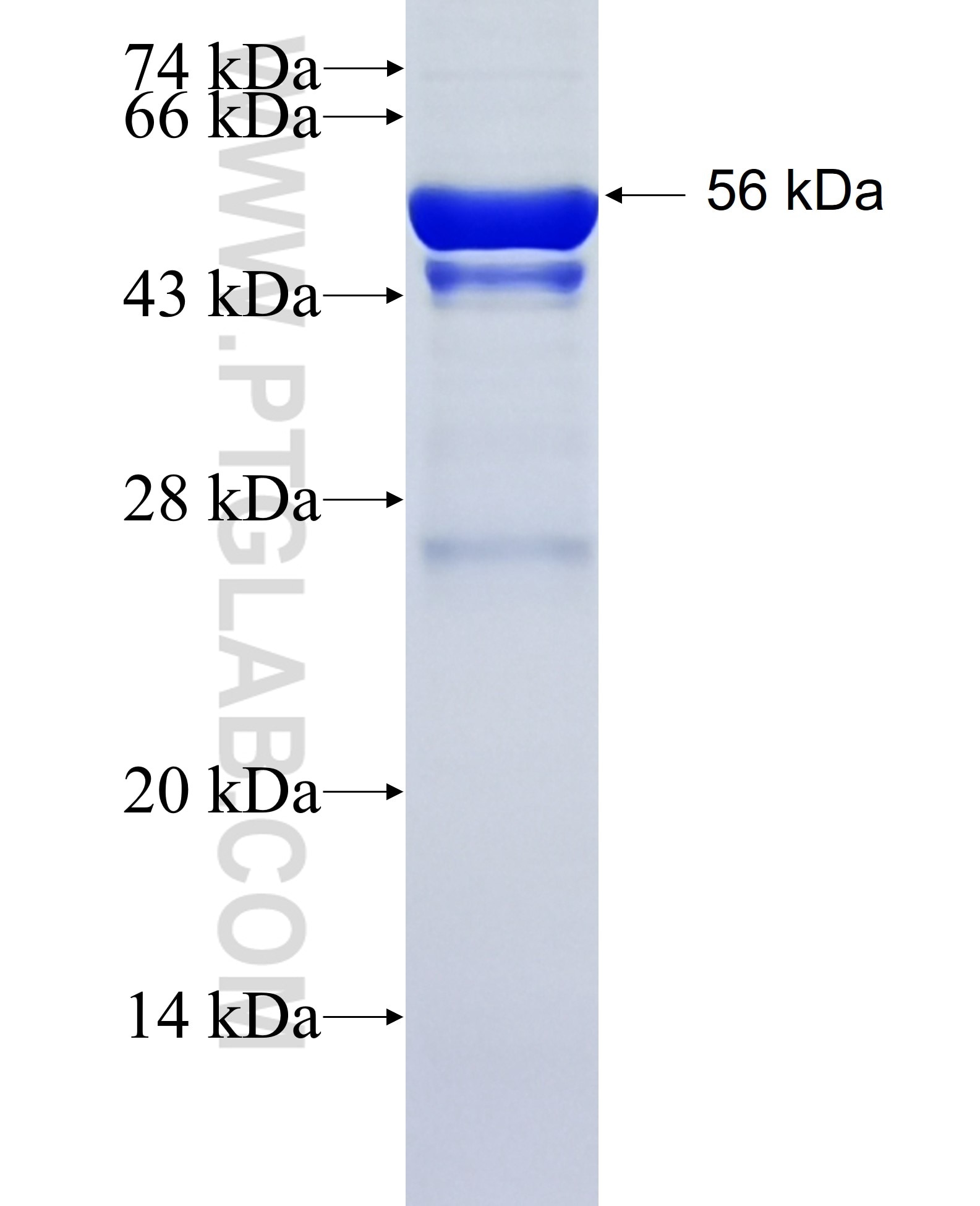 USP8 fusion protein Ag27143 SDS-PAGE