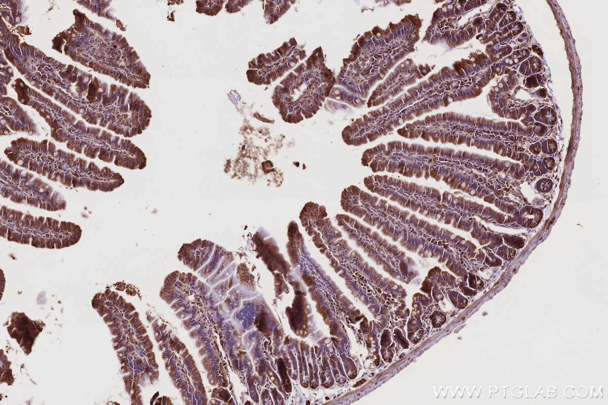 Immunohistochemical analysis of paraffin-embedded mouse small intestine tissue slide using 55054-1-AP (USP9X antibody) at dilution of 1:1000 (under 10x lens). Heat mediated antigen retrieval with Tris-EDTA buffer (pH 9.0). Immunohistochemistry (IHC) staining of mouse small intestine tissue using USP9X Polyclonal antibody (55054-1-AP)