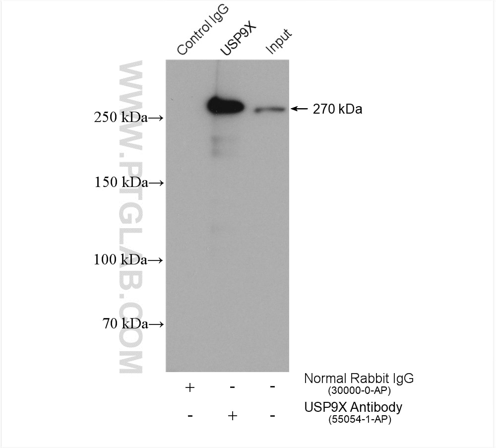 Immunoprecipitation (IP) experiment of HeLa cells using USP9X Polyclonal antibody (55054-1-AP)