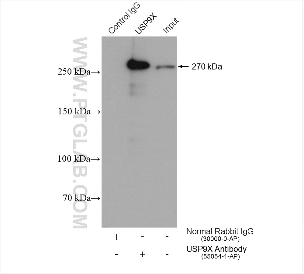 IP experiment of HeLa using 55054-1-AP