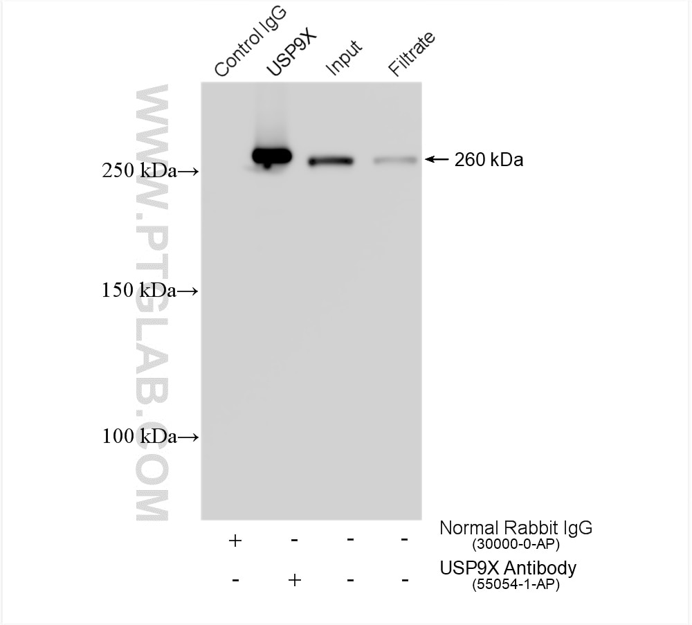 IP experiment of HeLa using 55054-1-AP