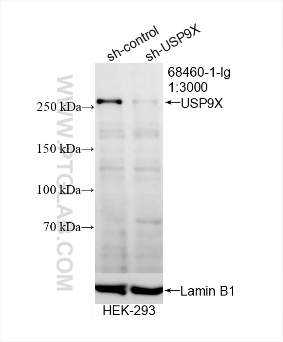 Western Blot (WB) analysis of HEK-293 cells using USP9X Monoclonal antibody (68460-1-Ig)